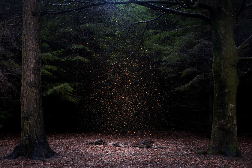 Forest Shots 1